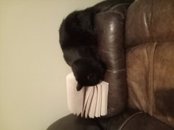 Cat gaining knowledge Meme Template