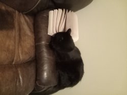 Cat Gaining Knowledge Meme Template