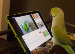 Parrot watching Youtube Meme Template