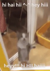 hi hai hii cat Meme Template