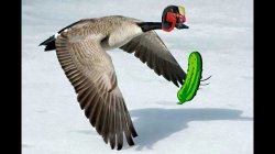 Goose delivers pickle Meme Template