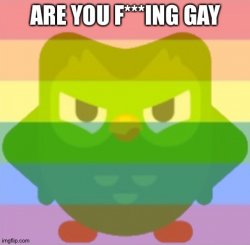 Are you fucking gay? Meme Template