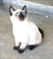 Karmic Kitten Pancho Barnes JPP Meme Template