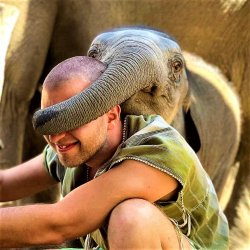 baby elephant playing "guess who!" Meme Template
