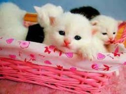 Basket cats Meme Template