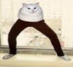 Sus cat Meme Template