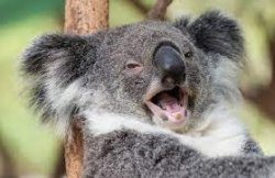 Happy Koala Meme Template