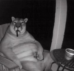 cougar smoking a cigar Meme Template