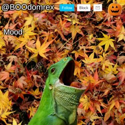 BOOdomrex announcement template Meme Template