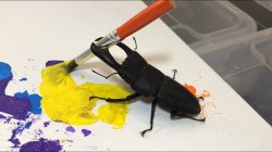 stag beetle painting Meme Template