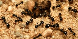 Ant Identification Guides: Ant Control & Extermination Meme Template