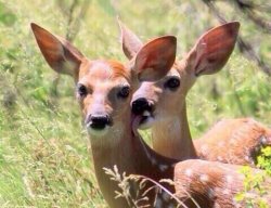 licking gazelle Meme Template