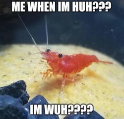 shrimp wuh huh Meme Template