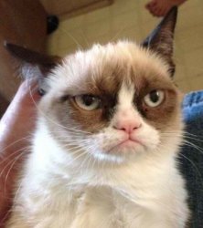 Adorable Anger Cat Meme Generator - Imgflip