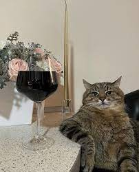 Stepan cat Meme Template