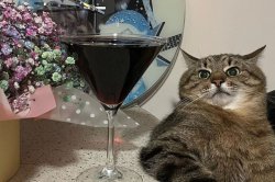 Stepan cat Meme Template