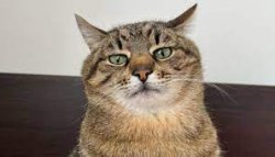 Stepan cat Meme Template