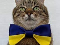Stepan cat Meme Template