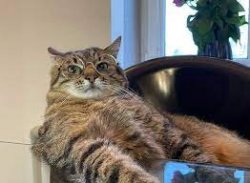Stepan cat Meme Template