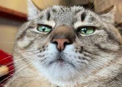Stepan cat Meme Template