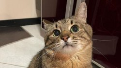 Stepan cat Meme Template