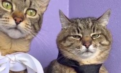 Stepan cat Meme Template