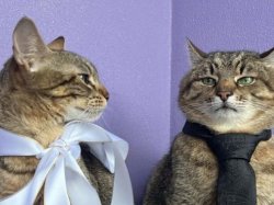 Stepan cat Meme Template