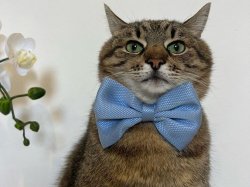 Stepan cat Meme Template