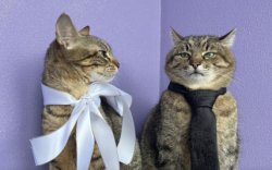 Stepan cat Meme Template
