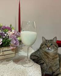 Stepan cat Meme Template