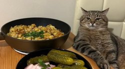 Stepan cat Meme Template