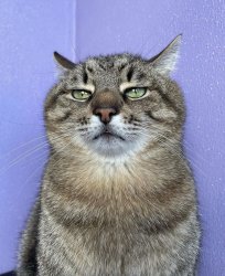 Stepan cat Meme Template