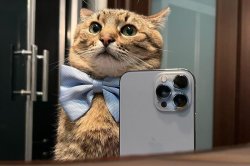 Stepan cat Meme Template