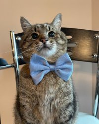 Stepan cat Meme Template
