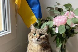 Stepan cat Meme Template
