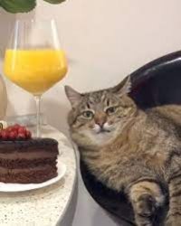 Stepan cat Meme Template