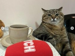 Stepan cat Meme Template