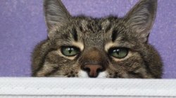 Stepan cat Meme Template