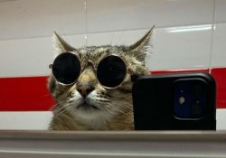 Stepan cat Meme Template