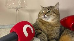 Stepan cat Meme Template