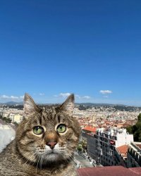 Stepan cat Meme Template