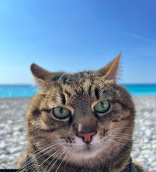 Stepan cat Meme Template