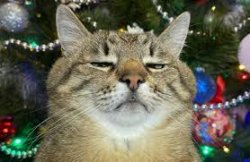 Stepan cat Meme Template