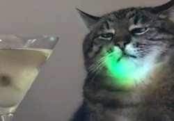 Stepan cat Meme Template