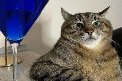 Stepan cat Meme Template