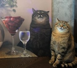 Stepan cat Meme Template