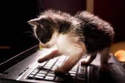 Cat on keyboard Meme Template