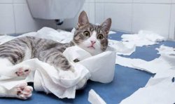 Toilet Paper Cat Meme Template