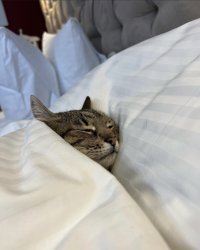 Stepan cat Meme Template