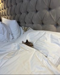 Stepan cat Meme Template
